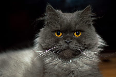 gray Persian cat thumbnail