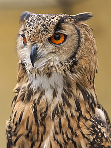 shallow focus photography of brown owl thumbnail