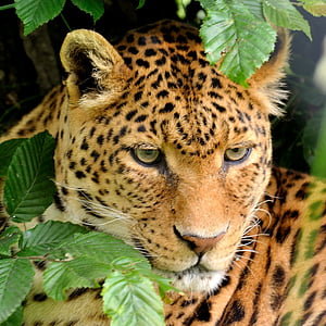 close up photo of leopard thumbnail