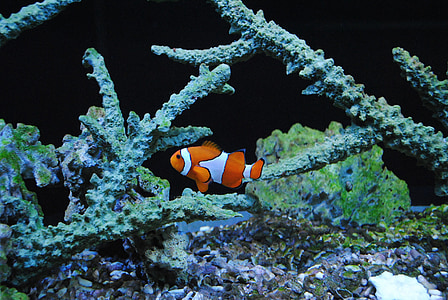 clown fish thumbnail