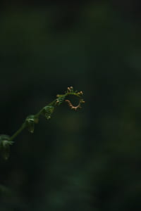macro shot photography of green plant thumbnail