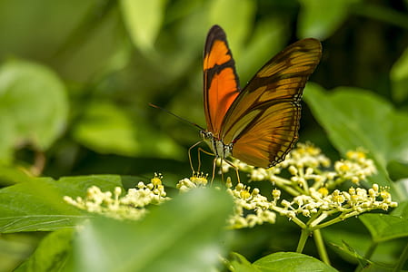 brown butterfly perching on flower thumbnail