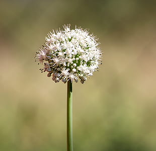 selective focus photography of white allium flower thumbnail