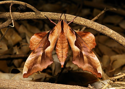 brown moth thumbnail