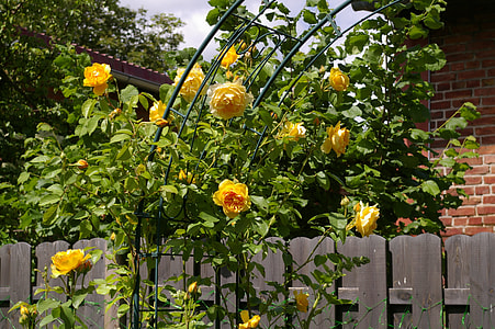 yellow rose thumbnail