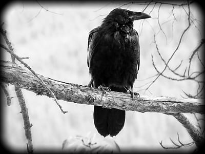 greyscale photography of crow perched on tree branch thumbnail