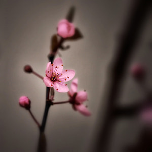 close-up photography of pink petaled flowe thumbnail