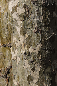 Tree trunks close-ups thumbnail