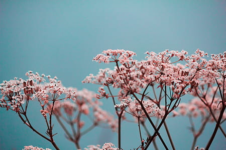 pink flowers in macro photography thumbnail