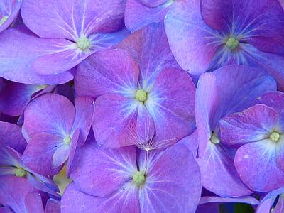 purple flower lot thumbnail