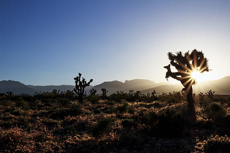 plant against sunlight thumbnail