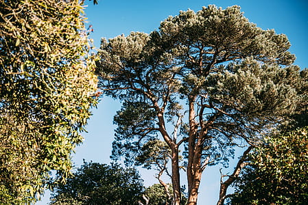 Green Trees Under Clear Sky thumbnail
