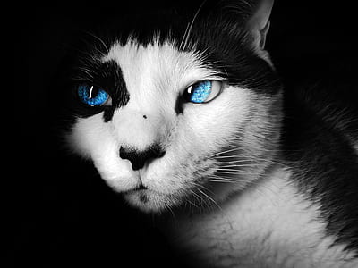 short-fur white and black cat thumbnail