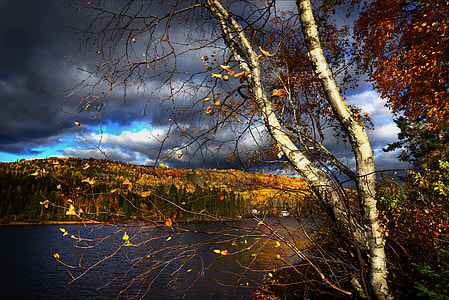 photograph of sea and trees thumbnail