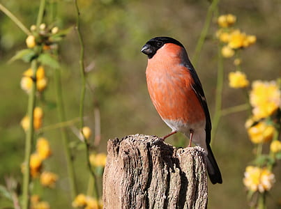 closeup photography of Eurasian bullfinch perched on brown wood post thumbnail
