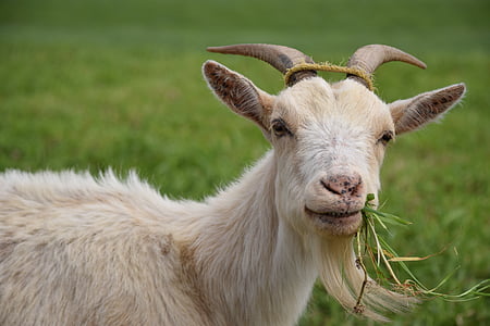 selective focus white goat eating grass thumbnail