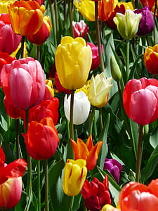assorted-color tulips thumbnail