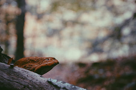 brown mushroom on tree in selective focus thumbnail