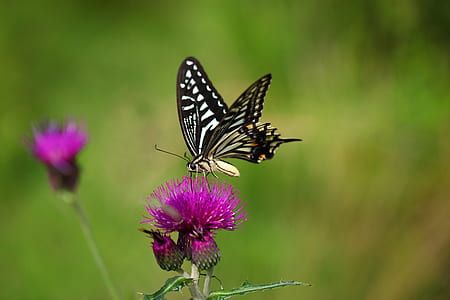 butterfly perching on pink flower thumbnail