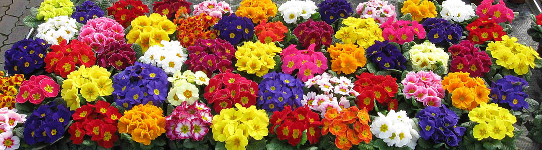 assorted-color flowers under sunny sky thumbnail