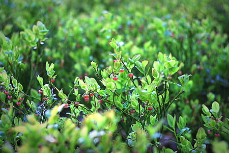 Bed of Green Leaf Plant thumbnail