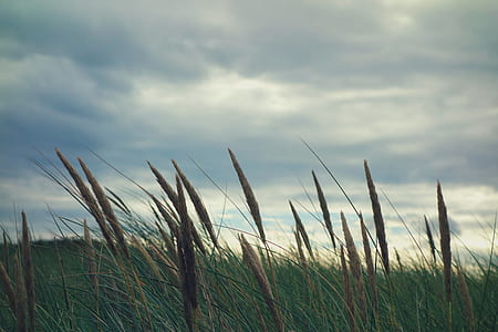 selective focus photography of wheat field thumbnail