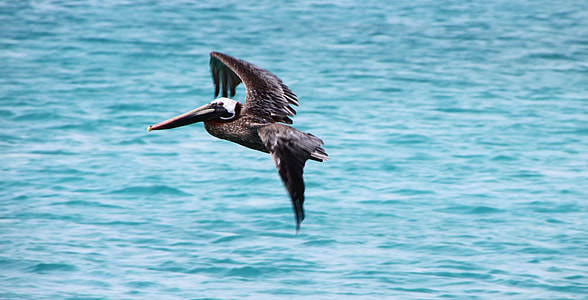 black bird flying near body of water thumbnail