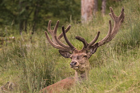 brown deer surrounded by grasss thumbnail