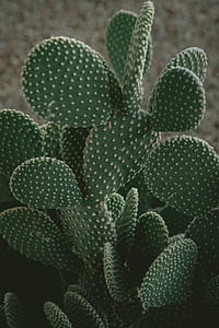 selective photo of cactus plant thumbnail