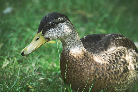 Photo Of Duck thumbnail