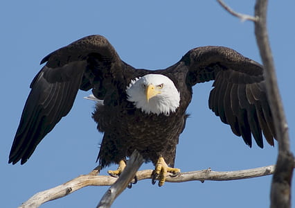 bald eagle on brown tree trunk thumbnail