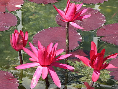 pink lily flower with surrounded pod on body of water thumbnail