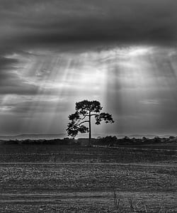 lone tree under rays thumbnail