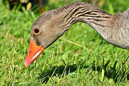 brown duck in shallow-focus shot thumbnail