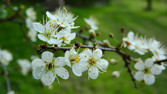 Prunus Spinosa, Blackthorn thumbnail