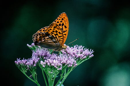 orange and black butterfly perching on purple flower thumbnail