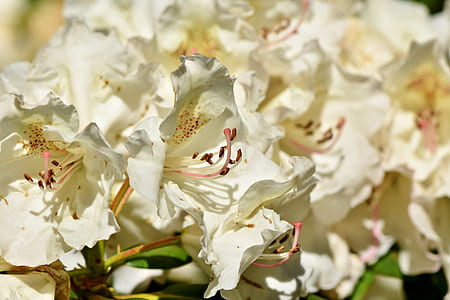 macro photography of white Lilies thumbnail