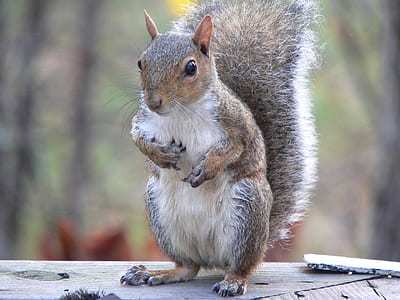 squirrel standing on wood thumbnail