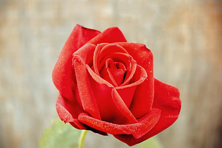 red rose thumbnail