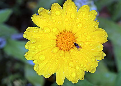 yellow flower thumbnail