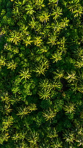 bird's eyeview of forest thumbnail