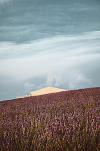 purple flower field at daytime thumbnail