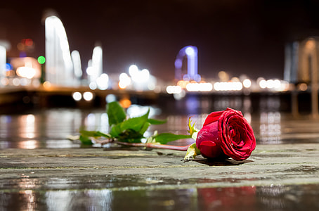 red rose photo thumbnail
