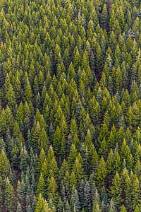 Green Pine Trees thumbnail