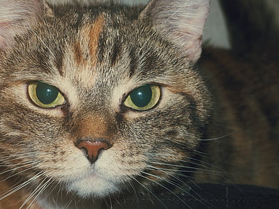 selective focus photography of brown tabby cat thumbnail