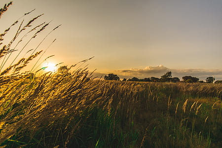 brown wheat thumbnail