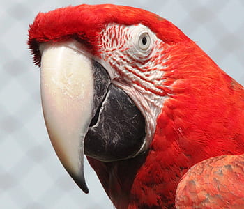 red and white parrot in closeup photography thumbnail