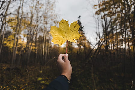 person holding maple leaf thumbnail