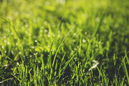 Macro Photography of Green Grass Field With Rain Drops thumbnail