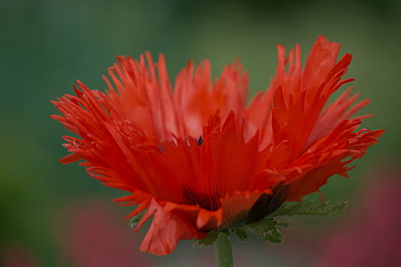 red petaled flower in focus photography thumbnail